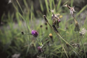 Paarse bloemen